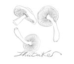 shiitake2